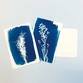 PAR-cyanotype-kit-postcard-5